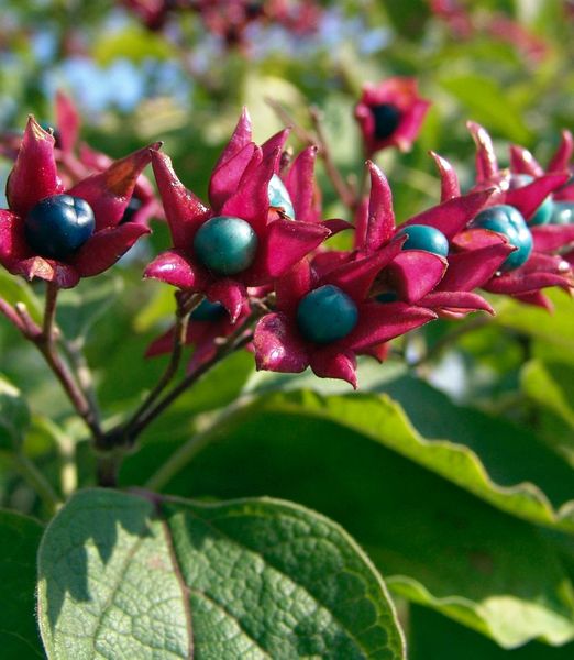 Clerodendrum trichotomum fargesii